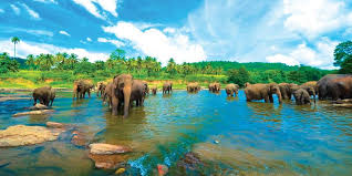 Pinnawala Elephant Orphanage