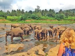 Pinnawala Elephant Orphanage