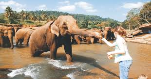 Pinnawala Elephant Orphanage