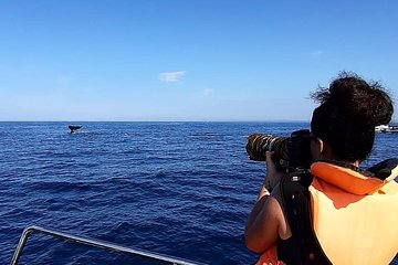 Whale / Dolphin Watching in Kalpitya