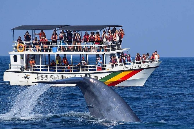 Whale / Dolphin Watching in Kalpitya