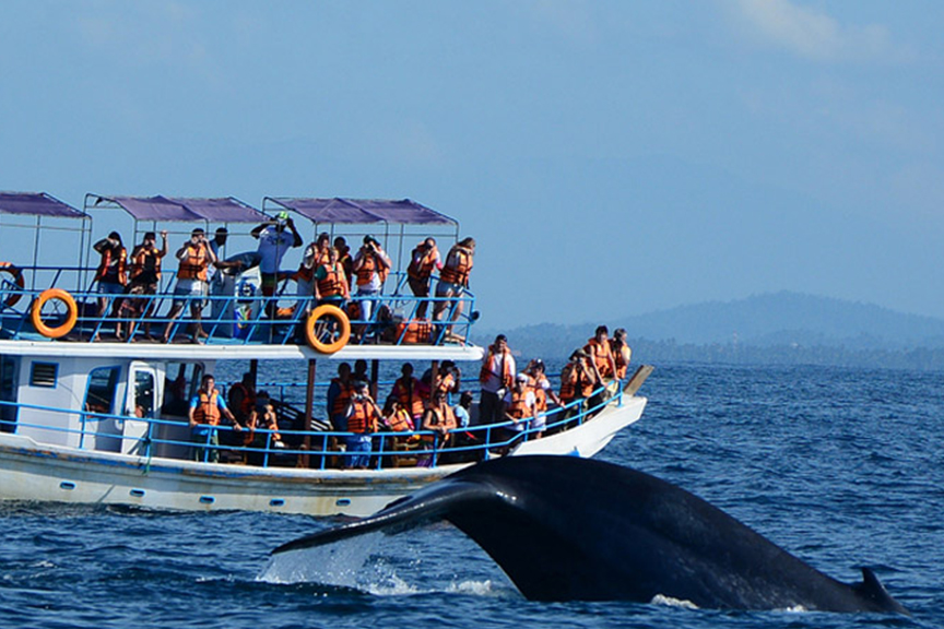 Whale Watching -Mirrisa- Taxi.lk