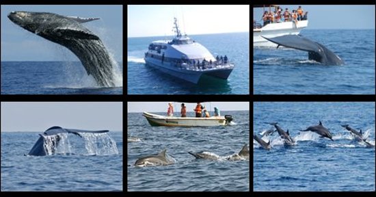 Whale Watching -Mirrisa- Taxi.lk