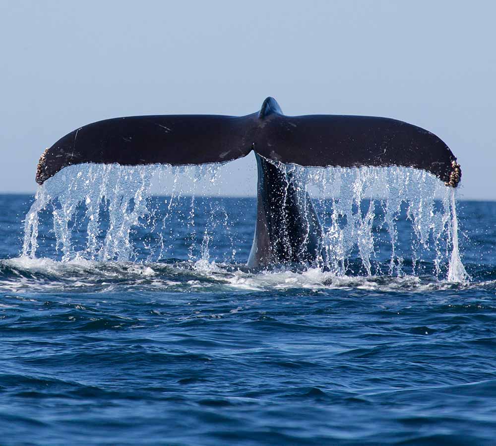 Whale Watching -Mirrisa- Taxi.lk