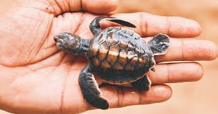 Kosgoda Turtle Hatchery