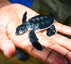 Kosgoda Turtle Hatchery